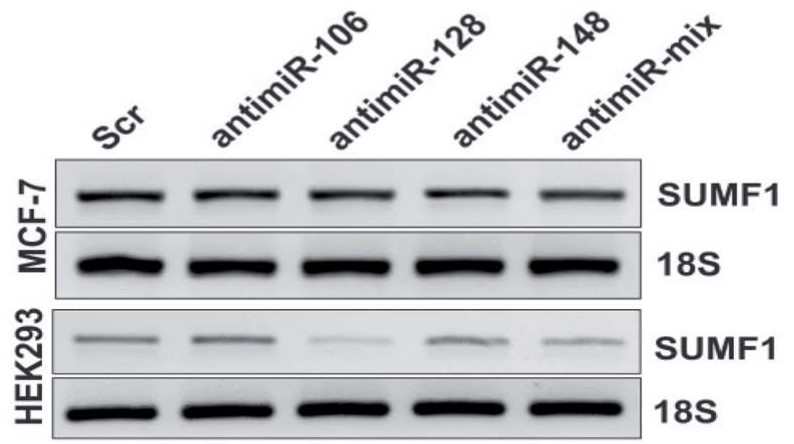 Expression of SUMF1 in cells transfected with antimiR oligonucleotides.jpg